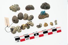 Foto von Glasaugenperle (NHMW-PRAE-026867)